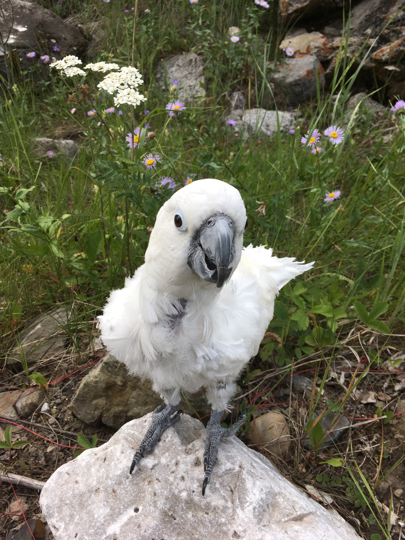 Luna, a white cockatoo, perched on a rock among prairie wildflowers, head tilted curiously toward the camera