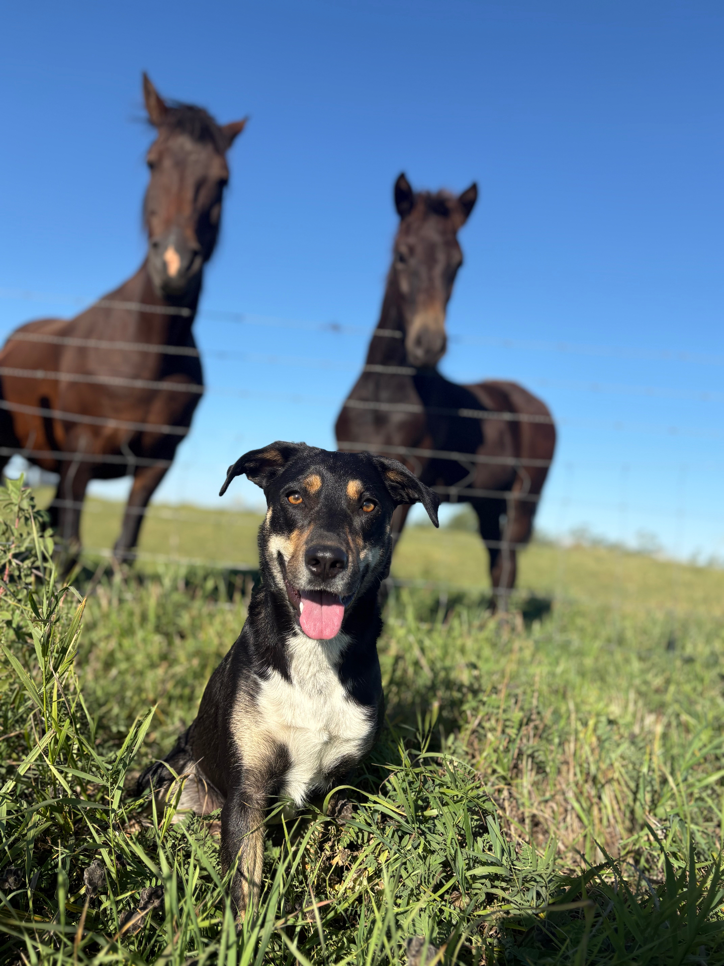Cinderellie, the farm dog, sitting in tall prairie grass with two horses watching from behind a wire fence